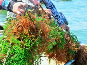 Macroalgas são boas captadoras de carbono da atmosfera