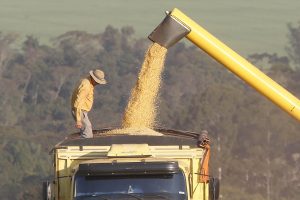 Produtores de milho do Paraná têm melhor remuneração em outubro