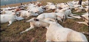 Raio mata quase 100 cabeças de gado