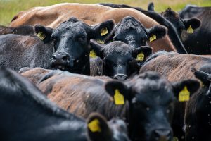 Mosca-dos-chifres: Parasita causa perdas superiores a R$ 15 bilhões por ano
