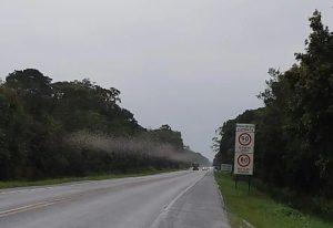 Nuvem de insetos invade rodovia e surpreende motoristas