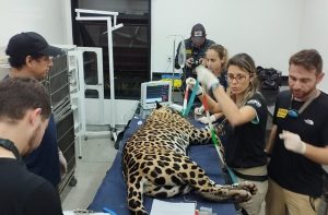 Onça-pintada volta ao Pantanal após 43 dias de tratamento