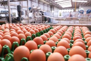 Cotações Agropecuárias: Produção de ovos recua no 1º trimestre
