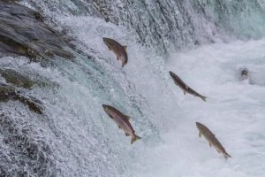 Tem início período de proibição de pesca na piracema