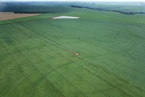 Plantio de soja avança e já cobre 1,3 milhão de hectares, 22% da área prevista