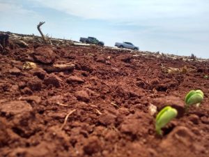 Plantio inicia com desafios climáticos, mas previsão é otimista