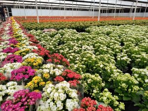 Venda de flores para Finados aumenta 6% e crescem novas formas de homenagens