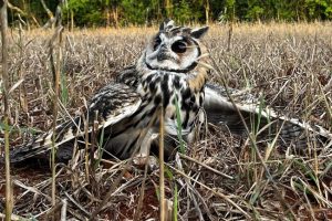 No mesmo dia, gato-maracajá e coruja-orelhuda são devolvidos à natureza