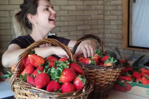 Assistência capacita produtores de morango