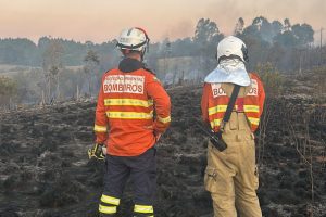 Incêndios florestais caem 57%