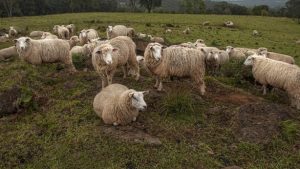 Ovinocultura gaúcha passará por diagnóstico
