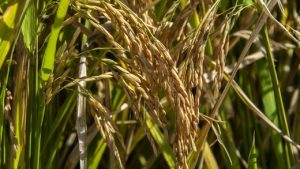 Municípios produtores de arroz são destaque nacional