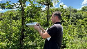 Secretaria da Agricultura monitora pragas de citros e da maçã continuamente