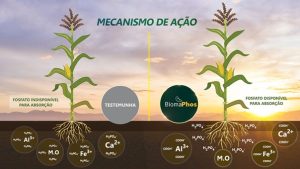 Produto desenvolvido pela Embrapa atinge 10 milhões de hectares e gera R$ 4,2 bilhões em benefícios