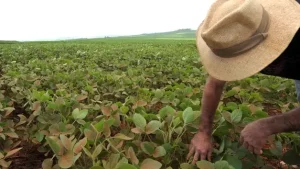 Extremos do clima impactam cada vez mais a produção agrícola