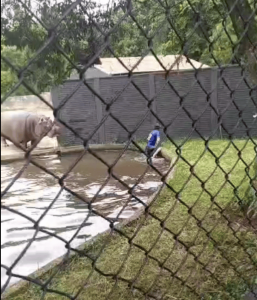 Homem desafia hipopótamo em zoológico