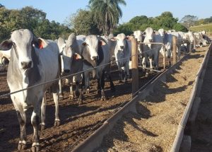 Custo da engorda sobe 10,13% e impacta margens da pecuária de corte
