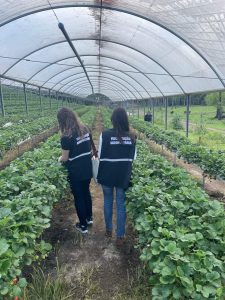 Servidores coletam amostras de frutas e hortaliças para análise de resíduos