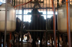 Parceria otimiza ordenha em propriedades rurais