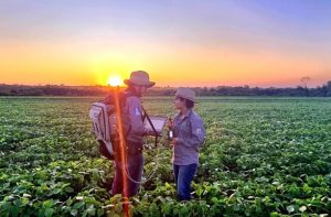 Florestas plantadas contribuem para a meta de carbono neutro