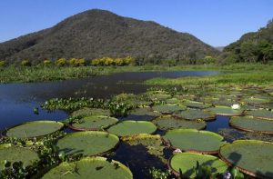 Acordo de cooperação é feito para a preservação e desenvolvimento sustentável do Pantanal