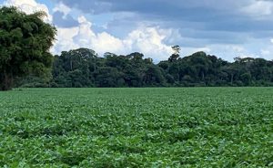 Brasil aposta em sustentabilidade no agronegócio para liderar debates climáticos