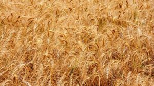 Como vai o trigo no Rio Grande do Sul?