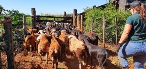 Produtores de ovinos e caprinos terão prazo de um ano para regularizar rebanhos