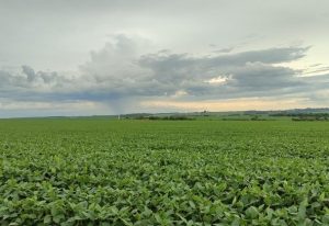 Safra de soja 24/25: mais de 4 milhões de hectares já foram semeados