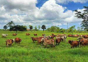 Brasil exporta tecnologia para melhoramento genético de bovinos leiteiros