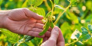 Entenda as razões que levam entidades do agro a unir forças pela aprovação dos Bioinsumos