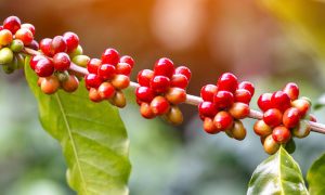 Concurso Café Qualidade dá visibilidade a produtores