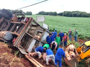 Caminhão carregado de suíno tomba e motorista fica ferido