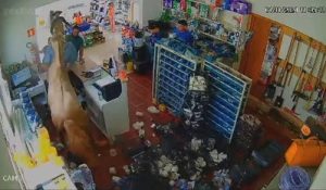 Cavalo invade loja e causa prejuízo e deixa feridos