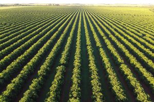 Com citricultura em expansão, produção de gigante do setor de laranja está em pleno vapor