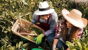 MDA e Embrapa lançam programa de capacitação online voltado para o fortalecimento da agricultura