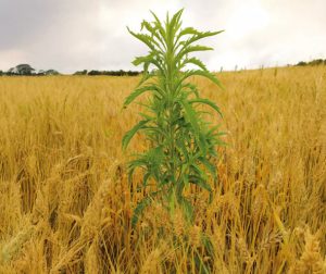 Novo curso do Sistema FAEP orienta combate a plantas daninhas em grandes culturas