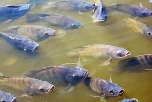 Restrições à pesca durante a piracema visam proteger espécies nativas
