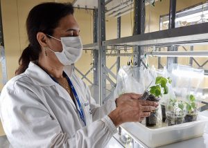 Tem problema com gases? Que tal feijão digestivo?