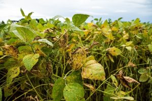 Plantio está atrasado, mas produtores já se preocupam com a ferrugem asiática