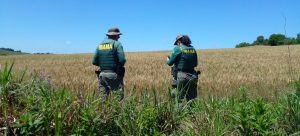 Ibama flagra cultivo de transgênicos em Terras Indígenas