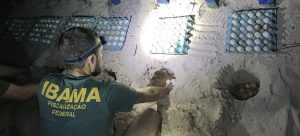 Ibama resgata mais de 600 ovos de tartarugas das mãos de criminosos