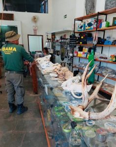 Cabeças de onça e de jacaré: Ibama apreende acervo de exposição ilegal