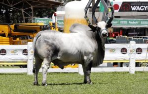 Instituto de Zootecnia apresenta pesquisas de melhoramento genético bovino