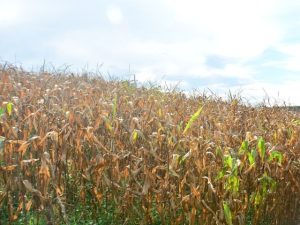 Sistema facilita identificação da aptidão climática de terras