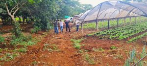 Penitenciária Agrícola dá exemplo na produção de alimentos