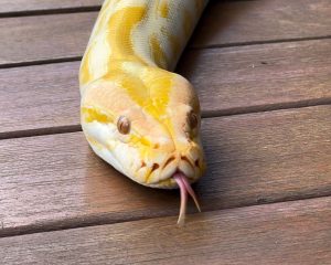Píton albina que vivia em circo não pode retornar à natureza
