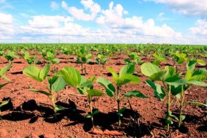 Mercado enfrenta desafios climáticos e oscilações globais em novembro