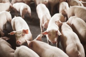 Estado exporta 68 mil toneladas de carne suína em outubro