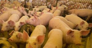 Suinocultura teve ano de recuperação, mas cenário é de cautela